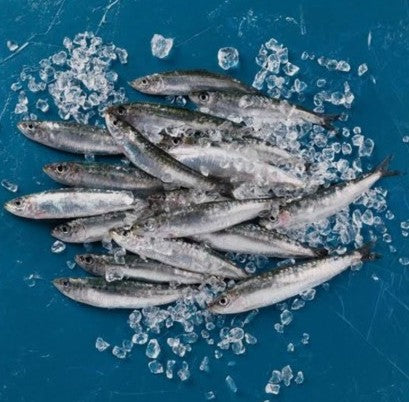 PETITES SARDINES SURGELÉES (PETINGA)