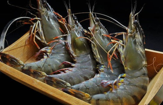 CREVETTES BLACK TIGER 16-20